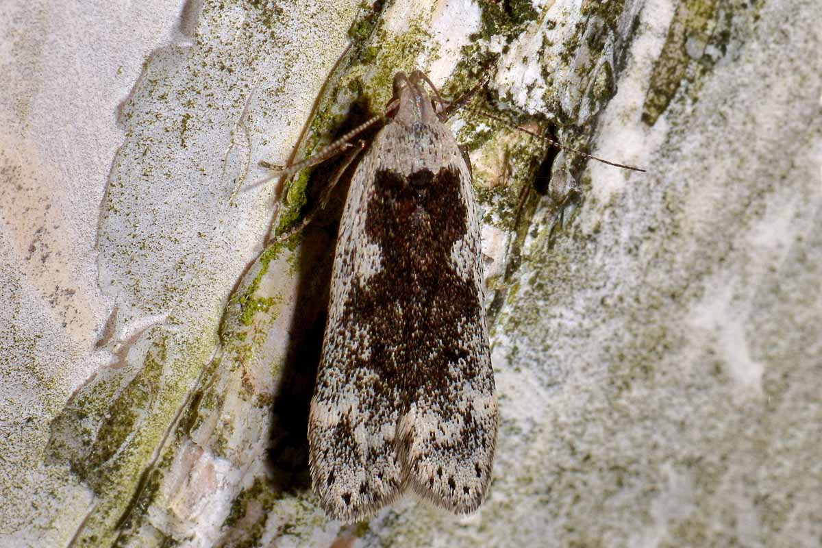 Gelechiidae? S -  Anacampsis  blattariella